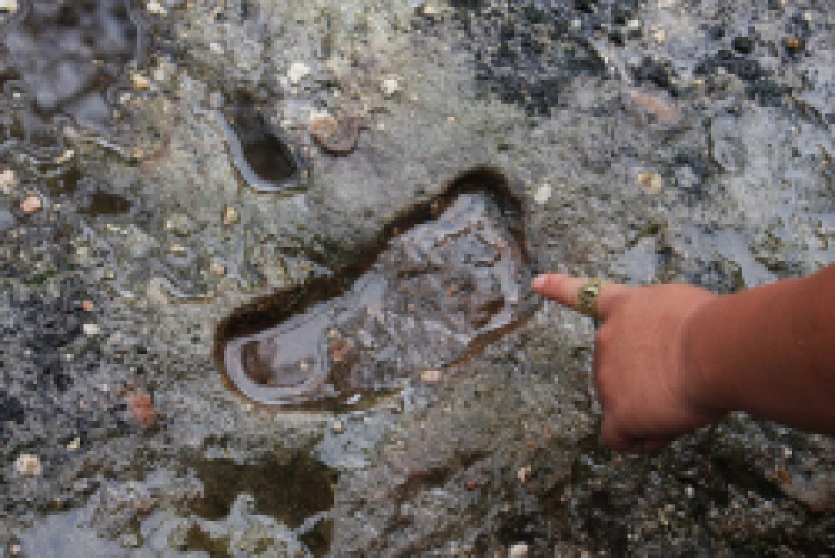 พบรอยเท้ามนุษย์โบราณที่ภูหินร่องกล้า