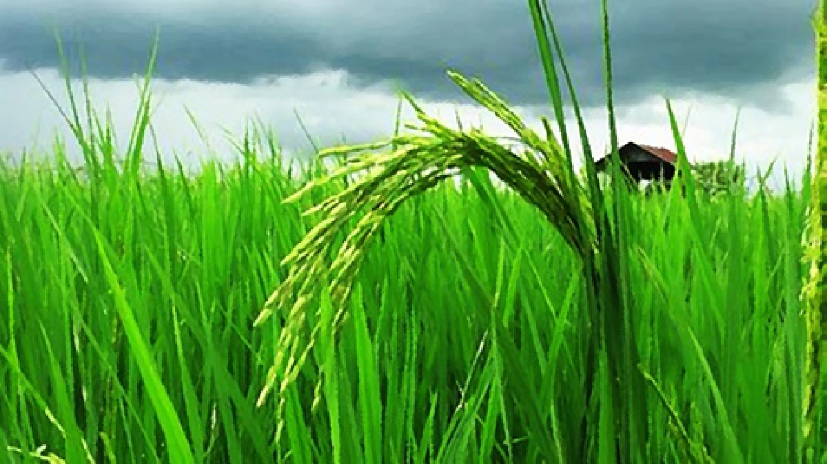 rice stalks