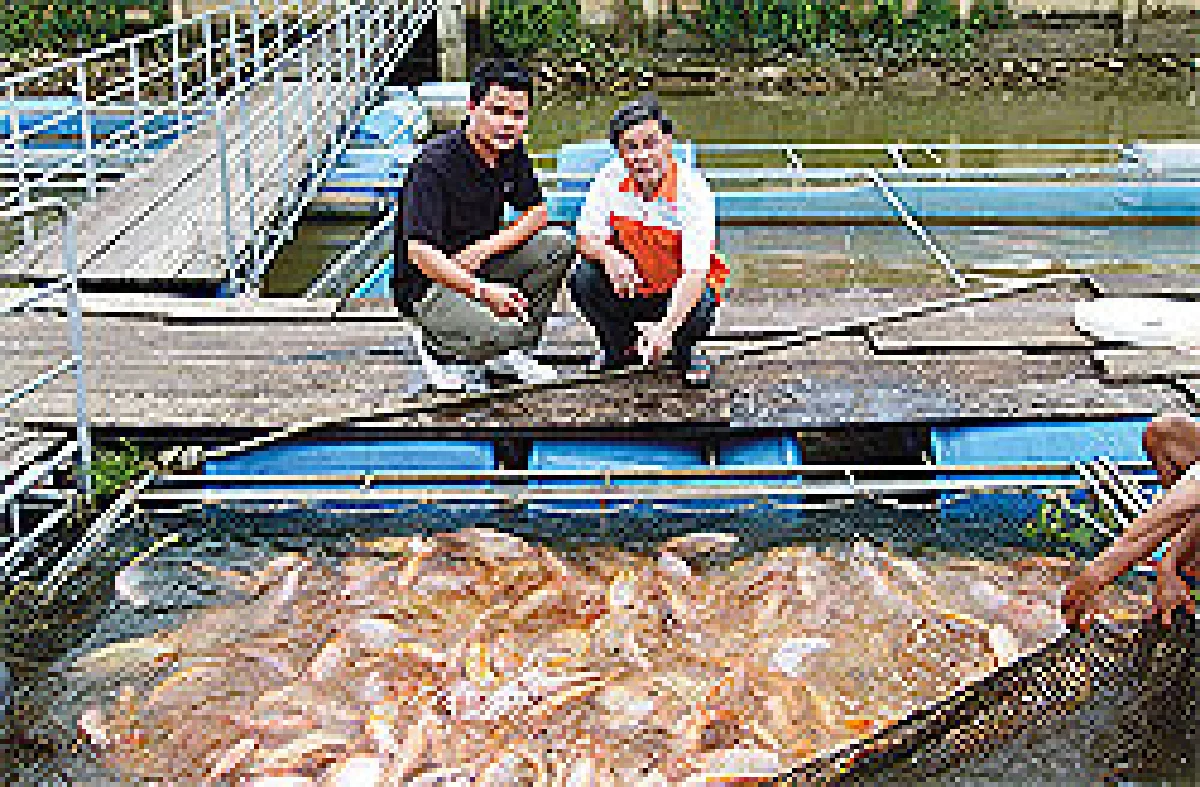 เลี้ยงปลาทับทิมในกระชังอาชีพธรรมดาแต่..รวย