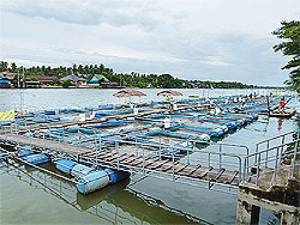 เลี้ยงปลาทับทิมในกระชังอาชีพธรรมดาแต่..รวย