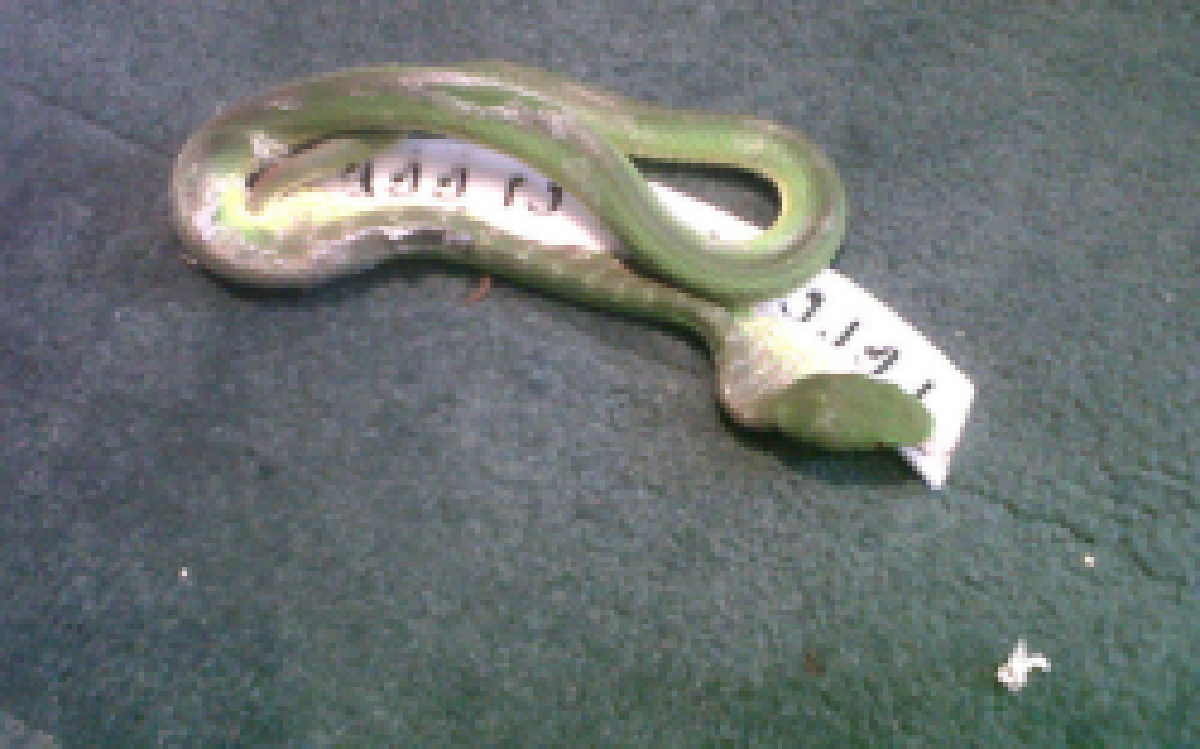 แตกตื่น​!พบงูเขียวกลางห้องแถลงข่าวปชป.