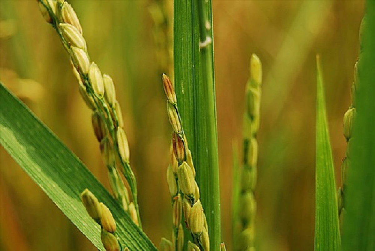 rice stalk