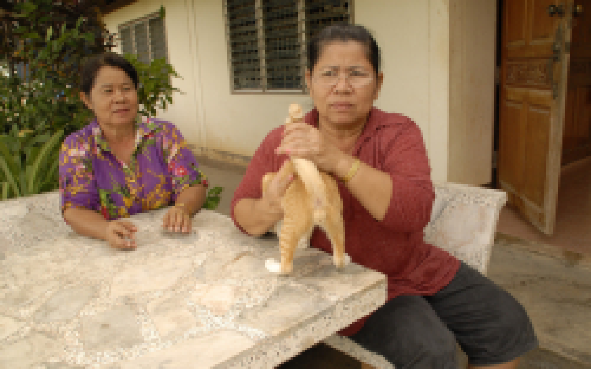 ฮือฮา!แมว 2 เพศสีเหลืองทองที่สุพรรณบุรี