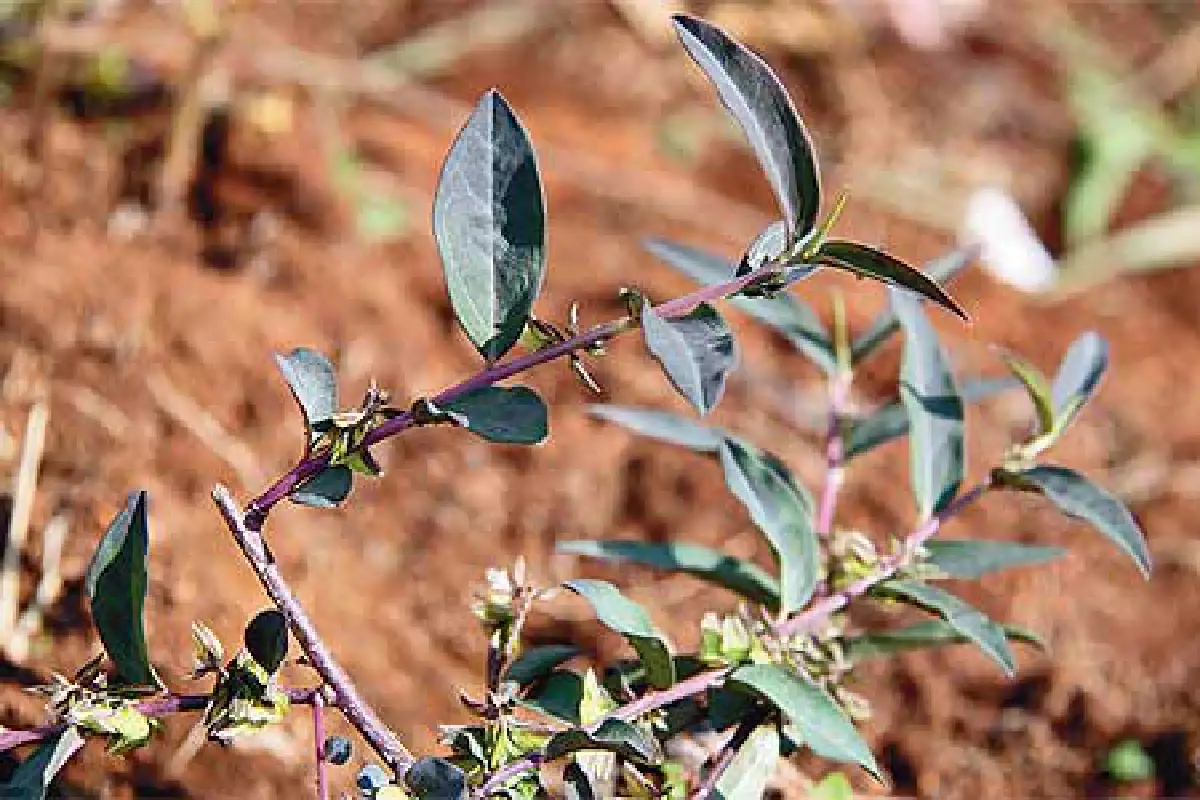 สมุนไพรไทย เด็กใช้ได้ ผู้ใหญ่ใช้ดี