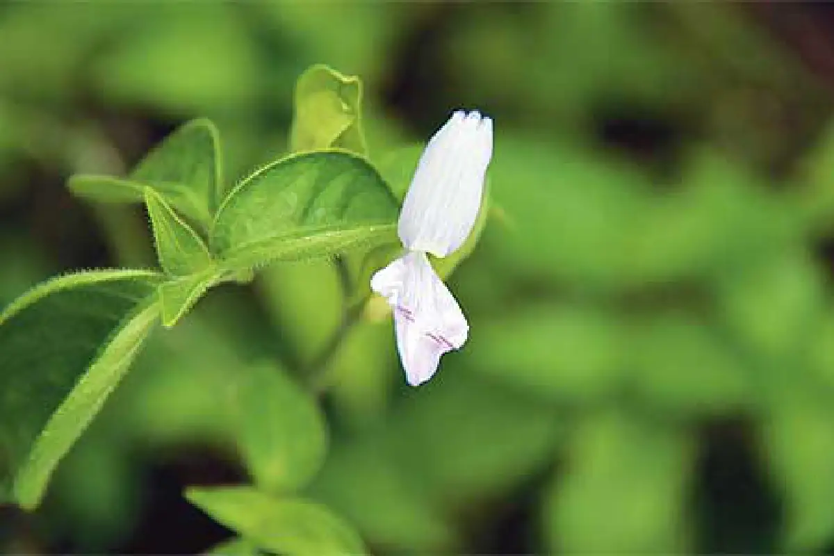 สมุนไพรไทย เด็กใช้ได้ ผู้ใหญ่ใช้ดี