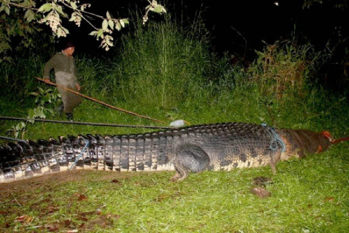 ฟิลิปปินส์จับจระเข้ตัวมหึมา