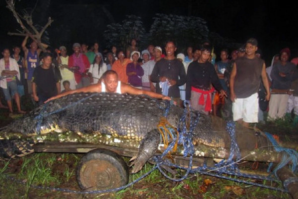 ฟิลิปปินส์จับจระเข้ตัวมหึมา
