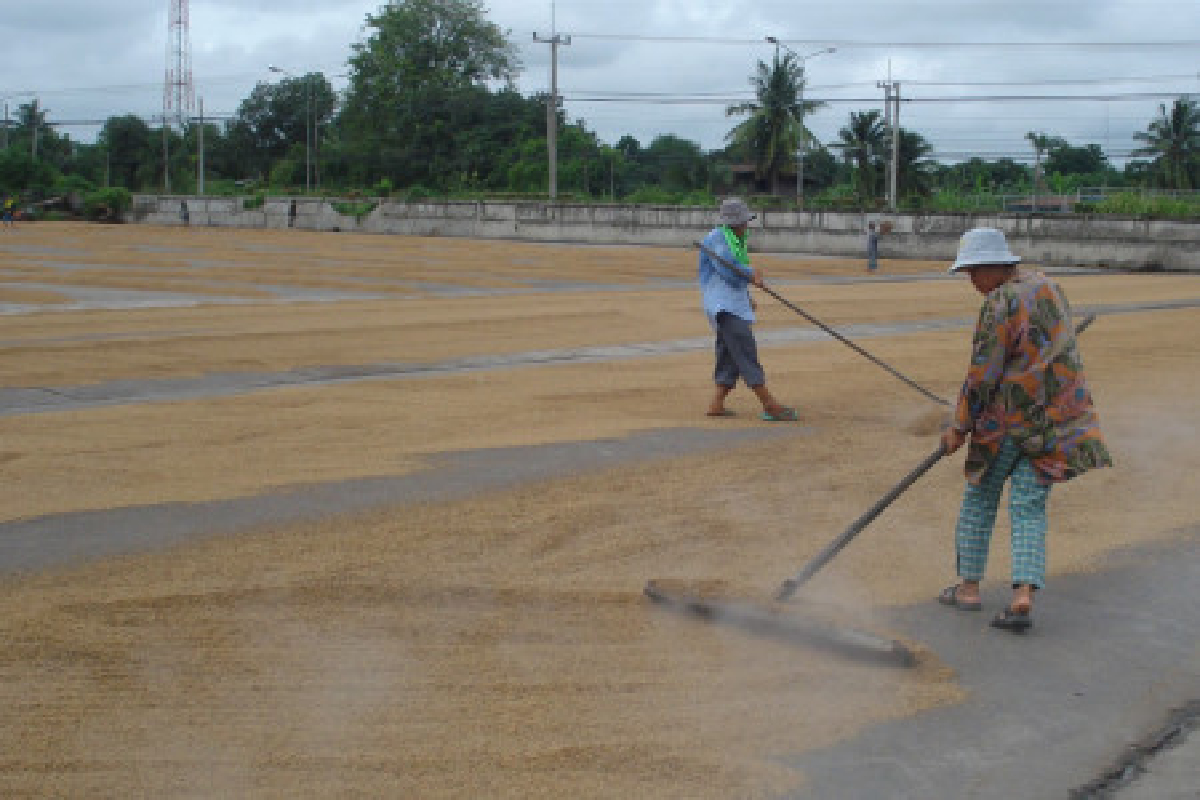 ทุ่ม4แสนล้านรับจำนำข้าว ทุ่ม4แสนล้านรับจำนำข้าว
