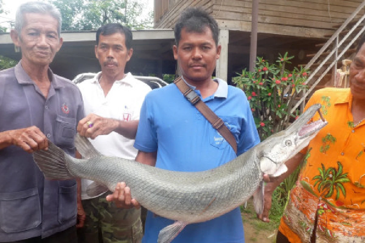 ตื่นปลาอเมซอนโผล่ช่วงน้ำท่วม