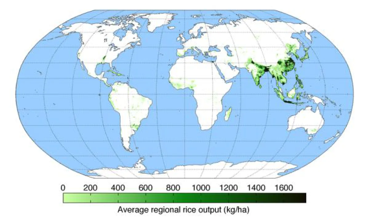 rice map