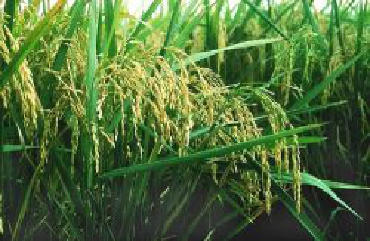 rice stalks