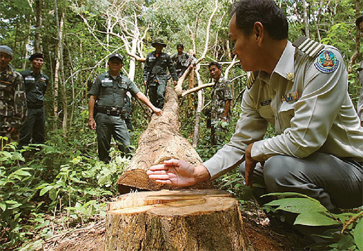 Forest robbery