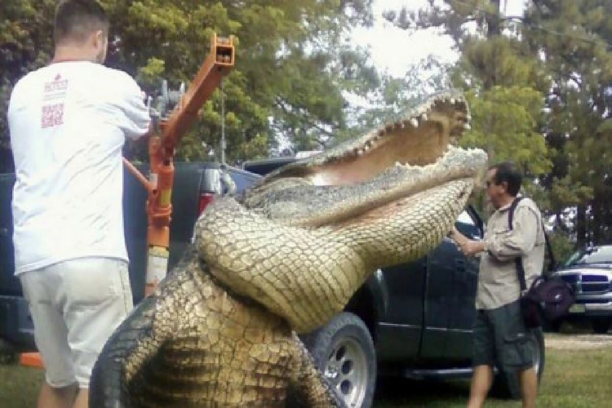 โจ๋มะกันใช้เบ็ดตกปลาจับจระเข้ยักษ์