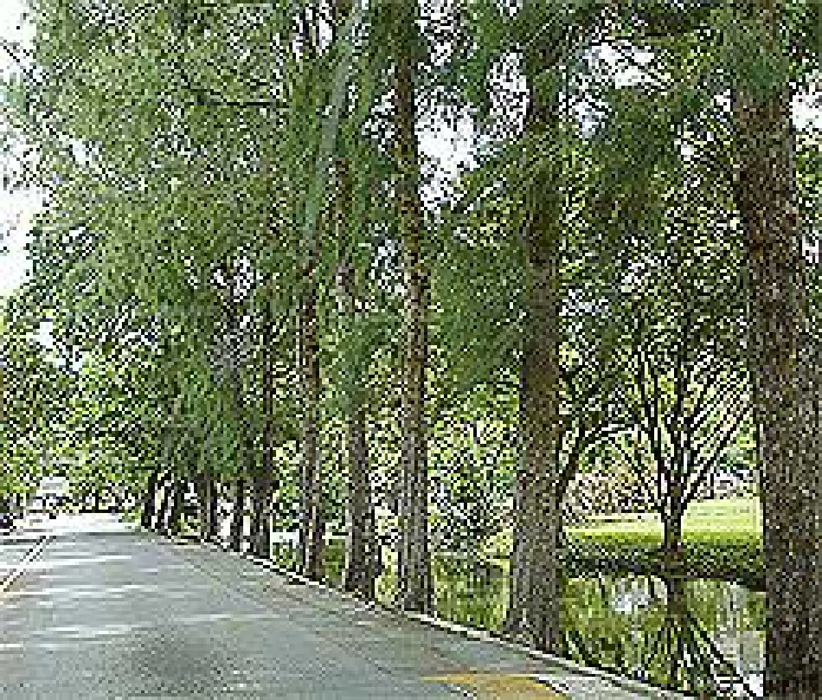 ต้นไม้บังลม