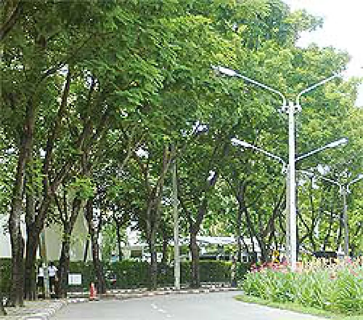 ต้นไม้บังลม