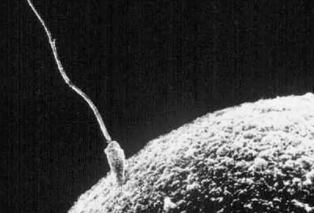 sperm meets egg