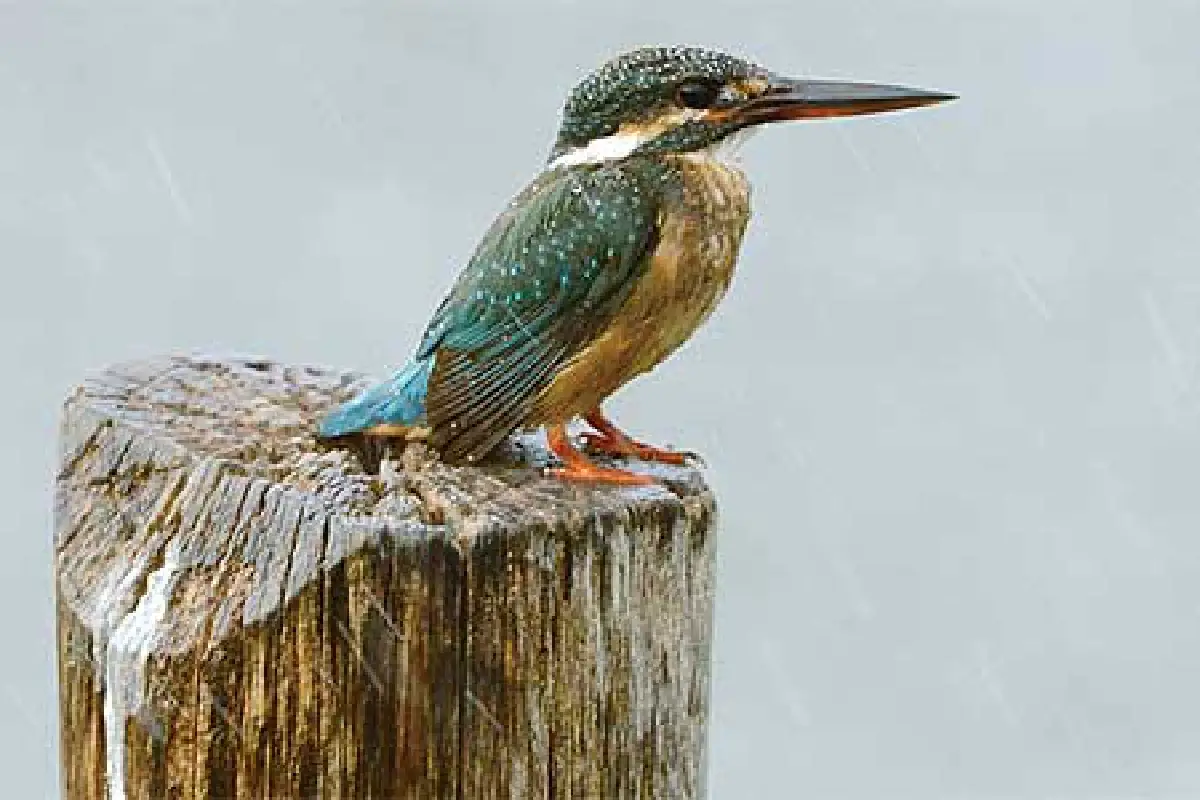 สัญลักษณ์แห่งฤดูกาล