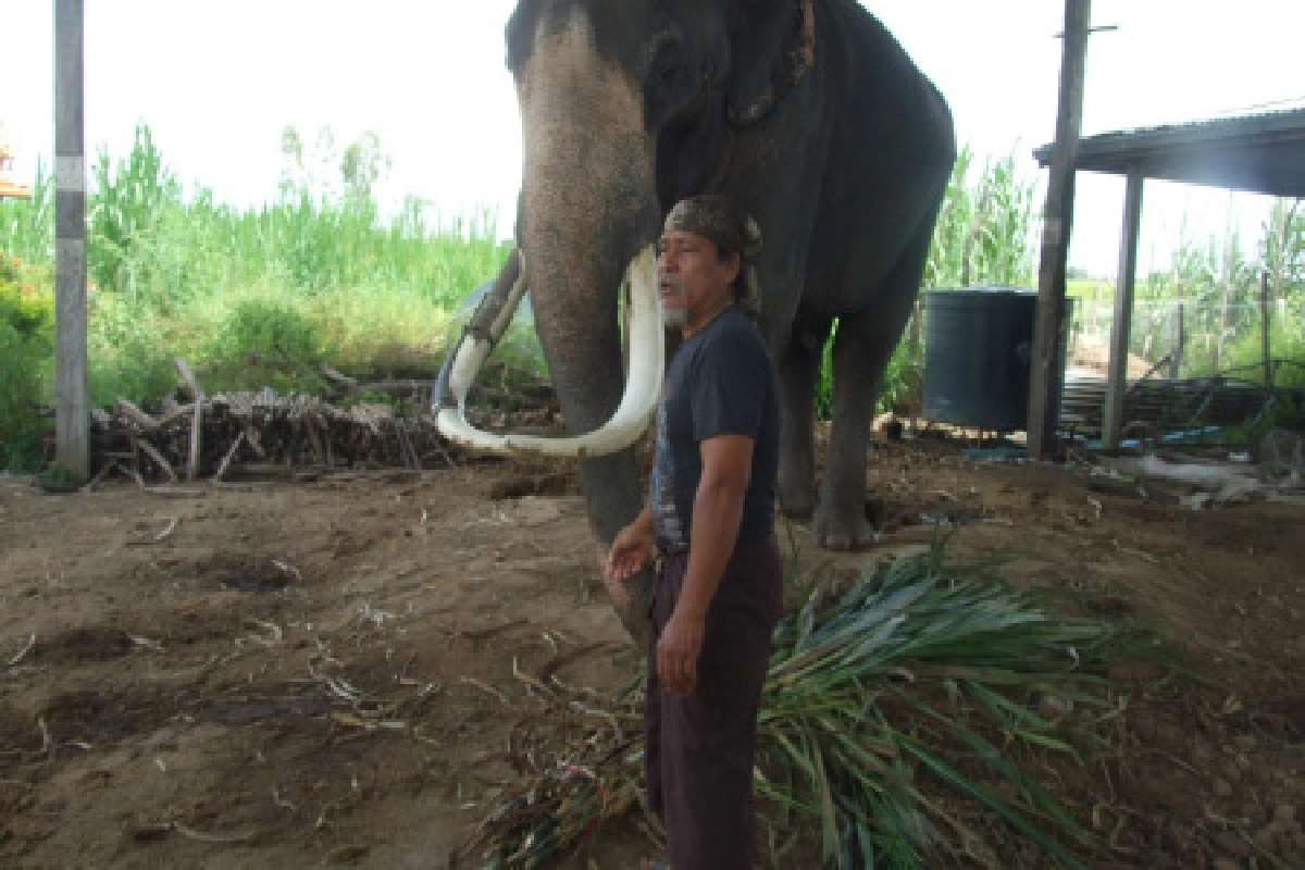 น้ำมูลเอ่อท่วมป่าอาหารช้างบุรีรัมย์