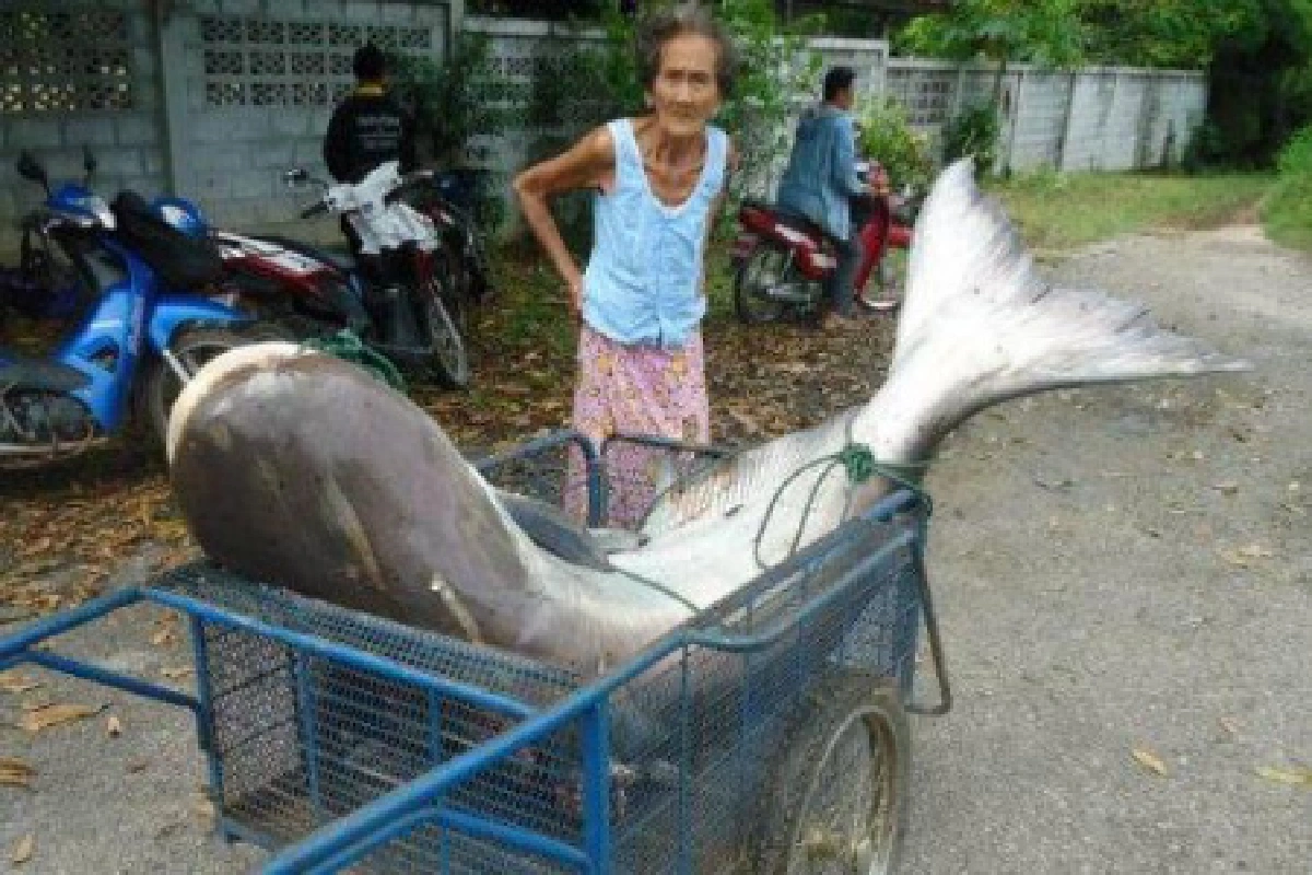 ปลายักษ์เขื่อนภูมิพล