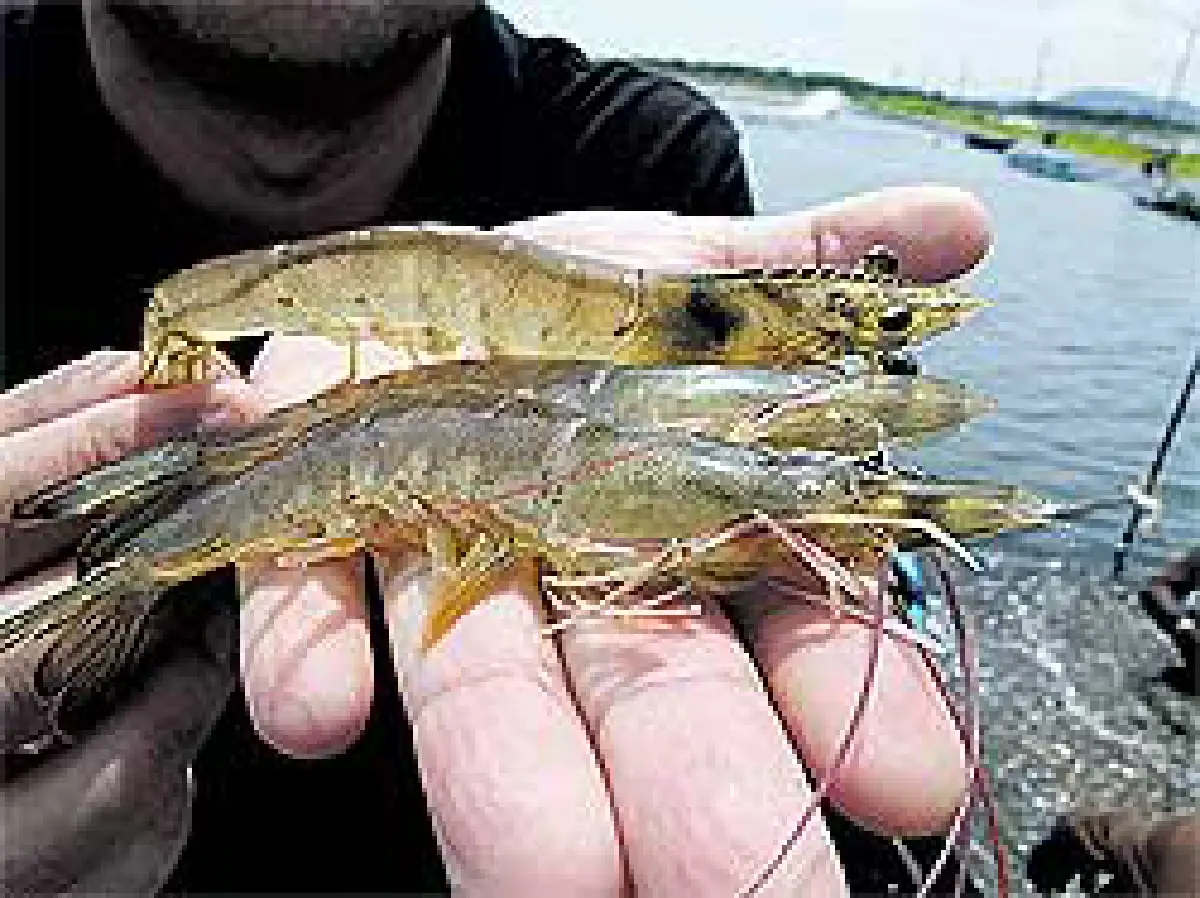 เกษตรพันธสัญญาโครงการนี้เพื่อกุ้งไทย