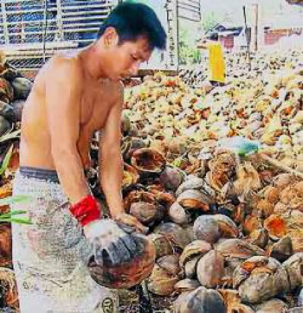 coccnut oil
