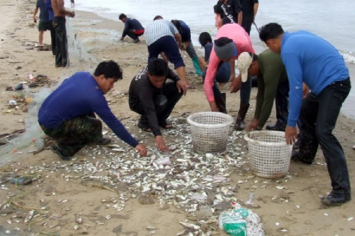 แห่จับปลาช็อกน้ำจืดตายเกลื่อนหาด