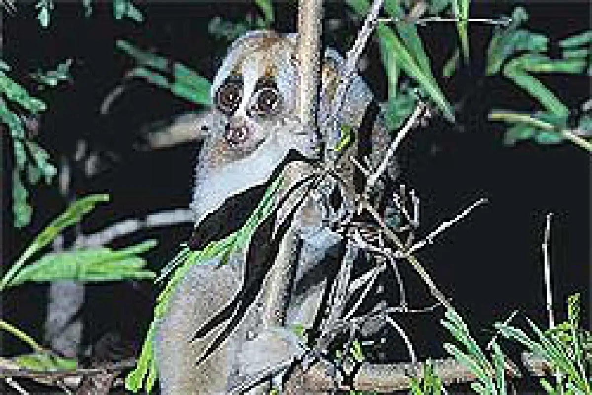 ส่องลิงลม