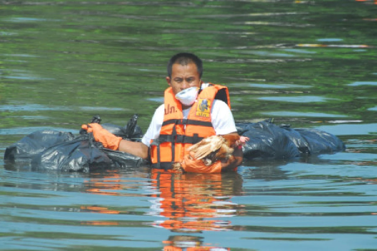 เร่งเก็บซากไก่เน่ากรุงเก่า 1 ล้านตัว