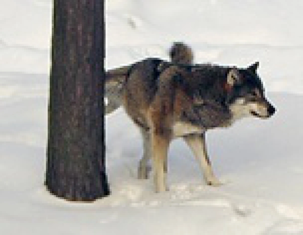 territorial