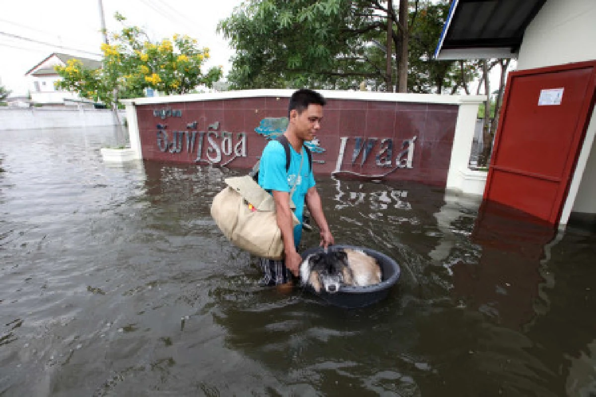 บางบัวทองยังอ่วม-หน้าบิ๊กคิงส์น้ำสูง70ซม.