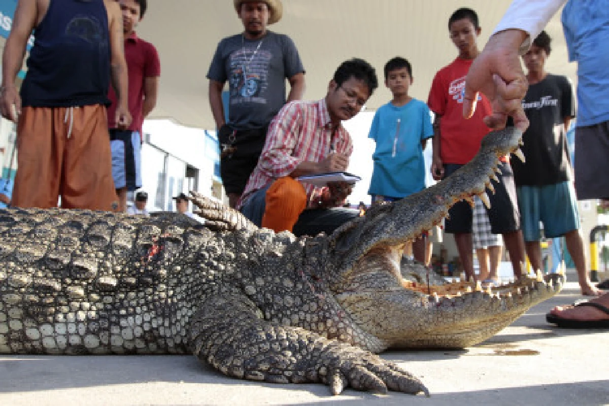 จับจระเข้ยาว2เมตรลอยคอกลางถนนบางบัวทอง