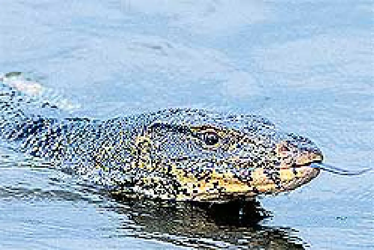 เรื่องดีๆของวรนุช