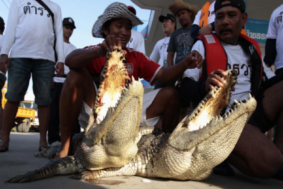 จับจระเข้ยาว2เมตรลอยคอกลางถนนบางบัวทอง