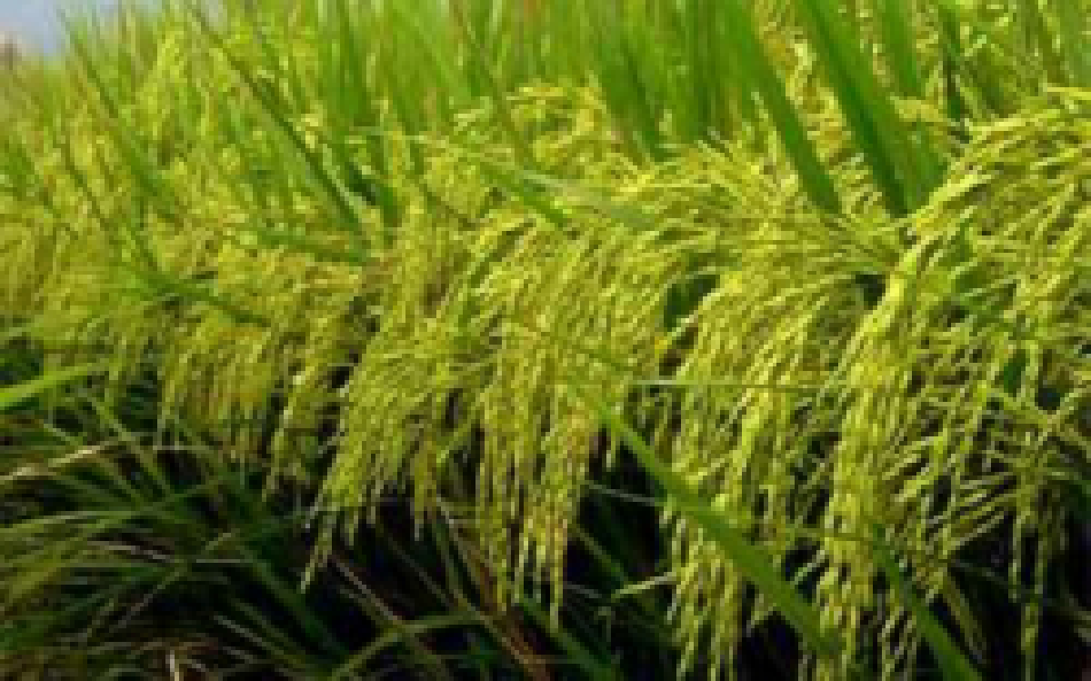 พม่าโค่นไทยครองแชมป์ 'ข้าวอร่อย'