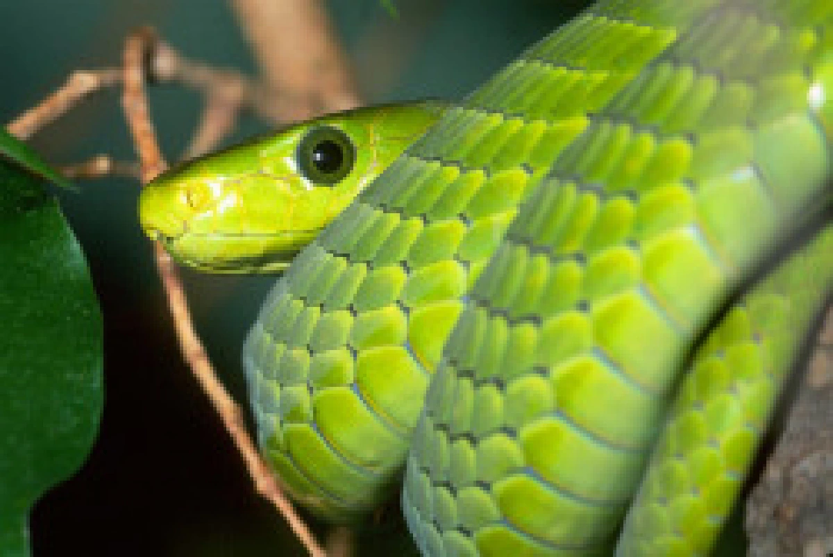 ชาวบ้านเชื่องูกรีนแมมบาหลุดจากหมู่บ้านหรู