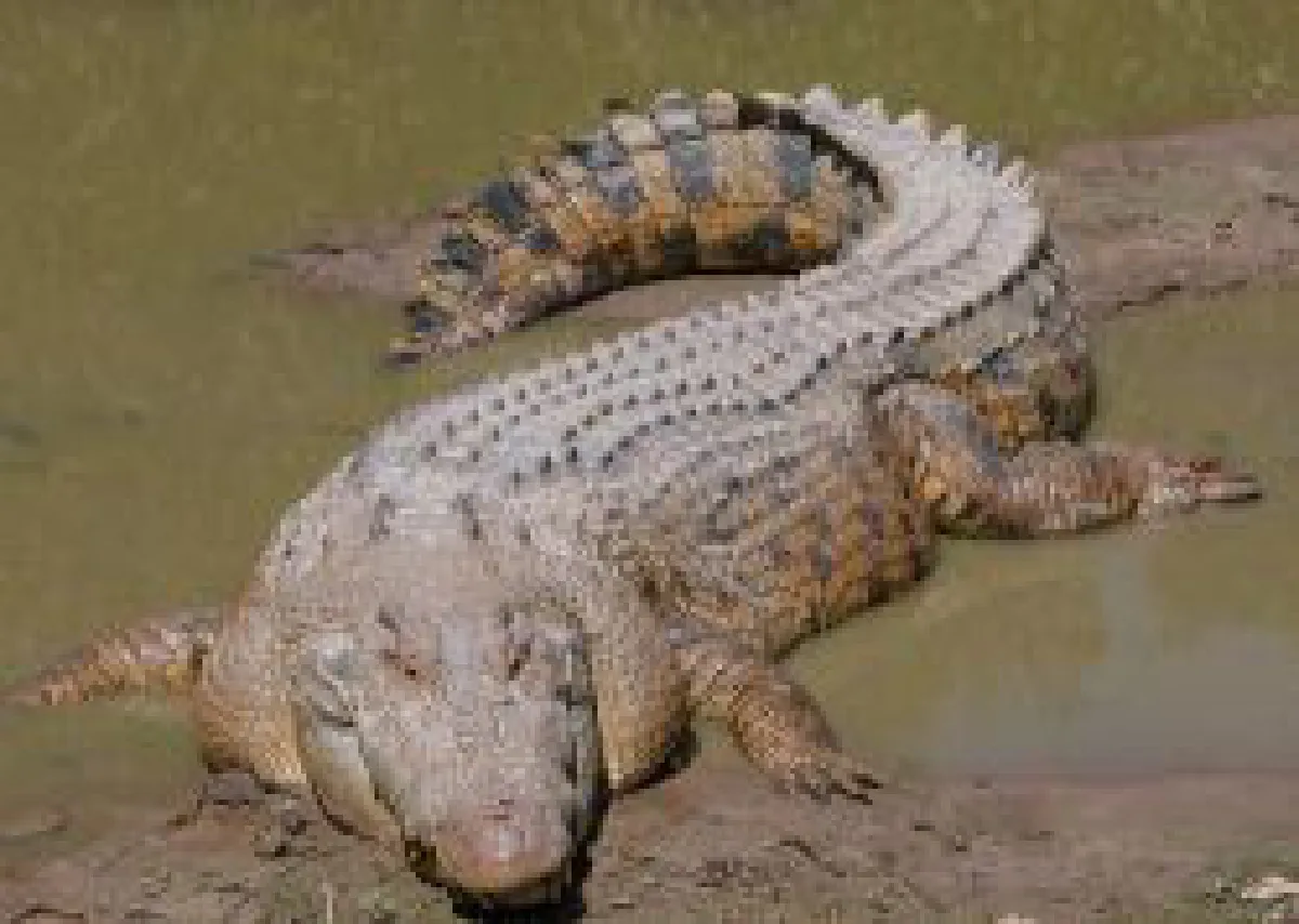 crocodile