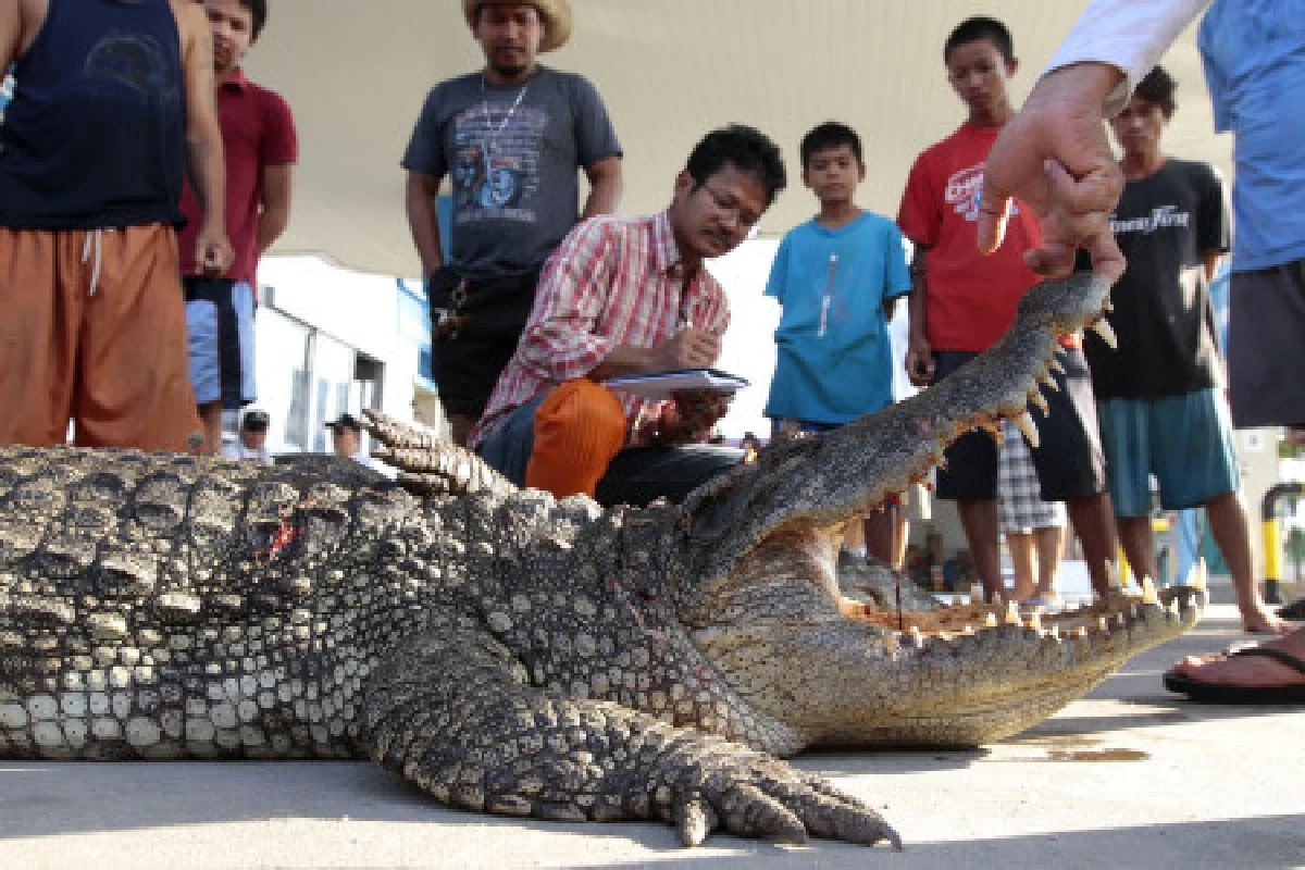สูตรสำเร็จ...สู้จระเข้บุกกรุง