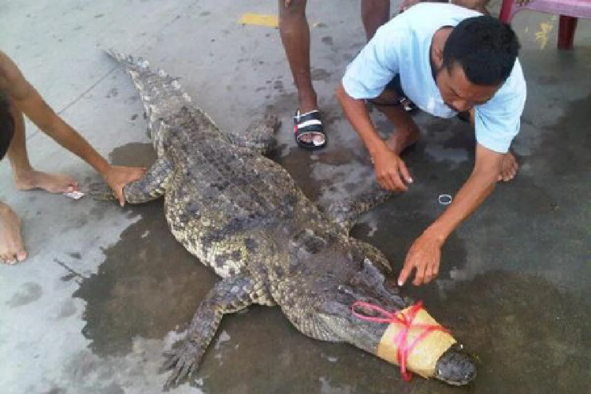 สูตรสำเร็จ...สู้จระเข้บุกกรุง