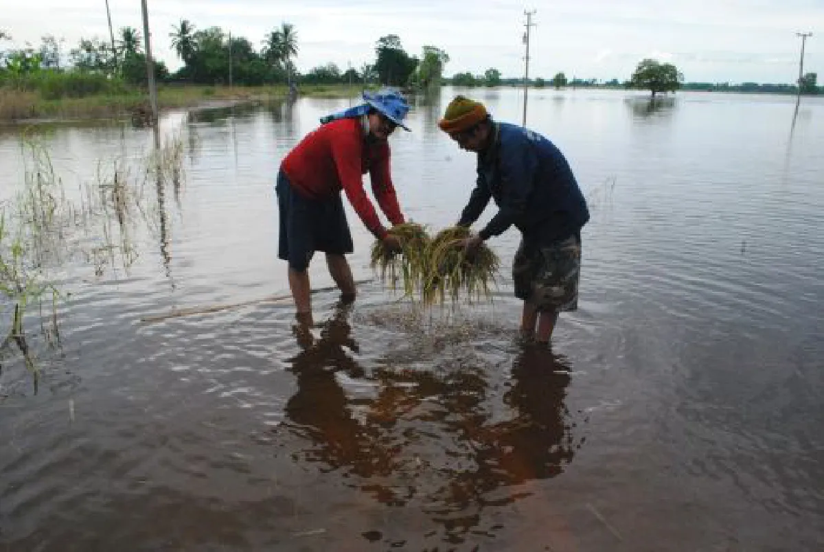 rice in flooded field