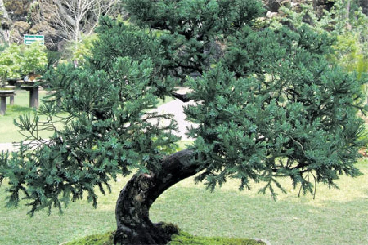 แลสนเมืองหนาวบนยอดดอย