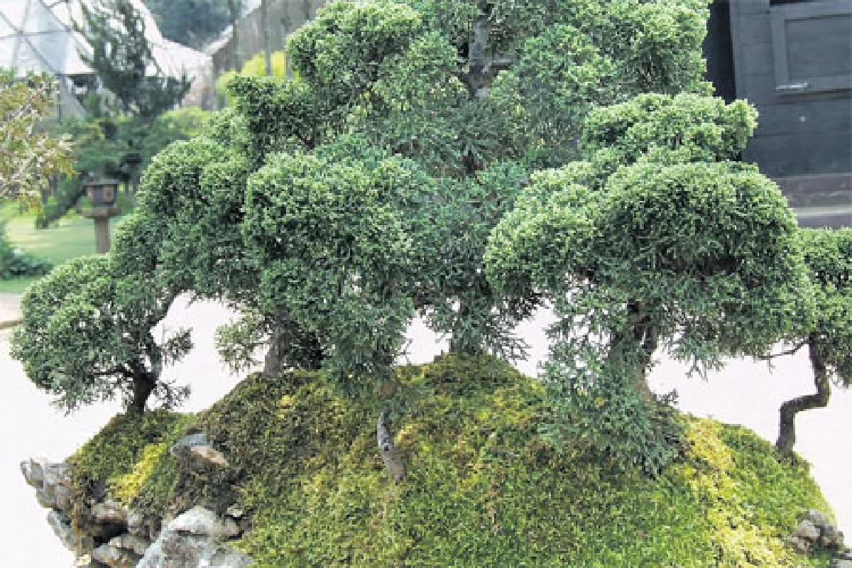 แลสนเมืองหนาวบนยอดดอย