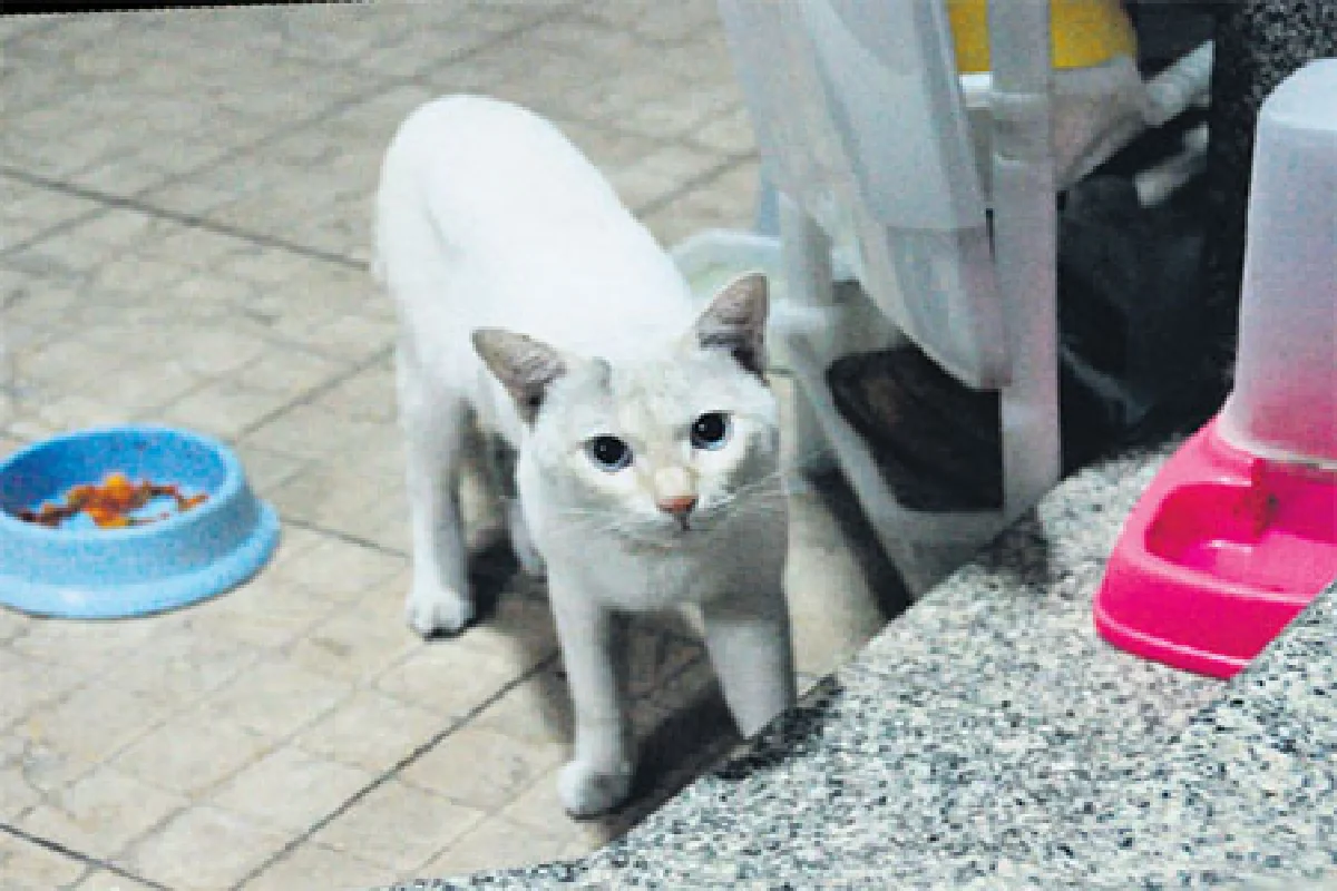 โธ่ ไอ้มุ