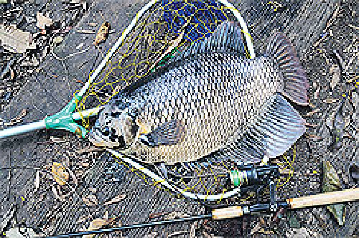 แรด ตัวแรก