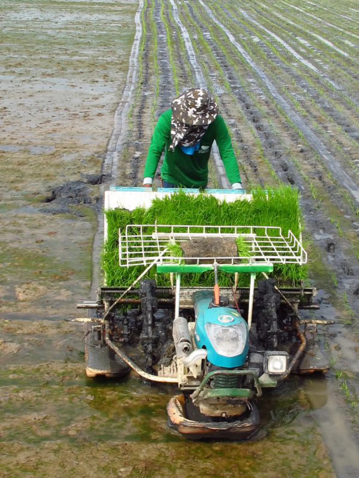 rice planting