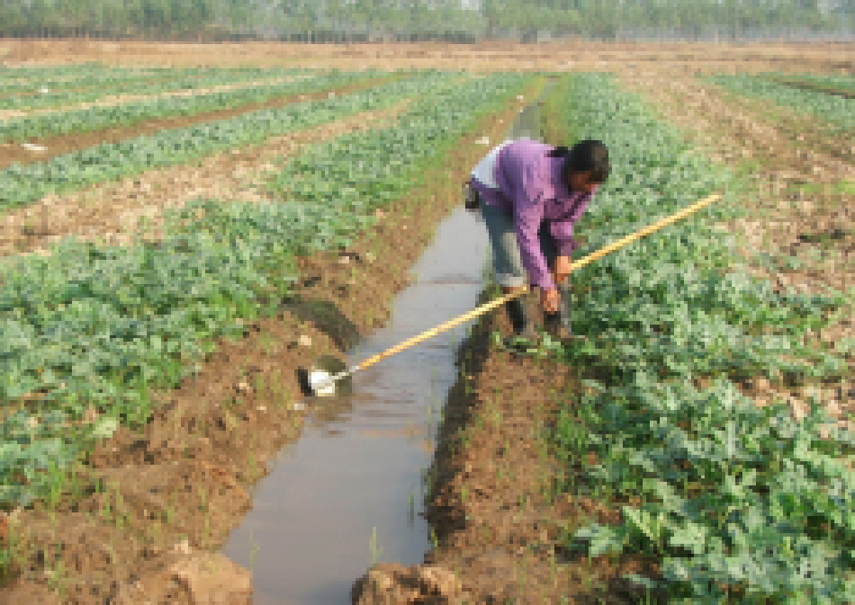 เกษตรกรพิจิตรหันปลูกแตงโมสู้แล้ง