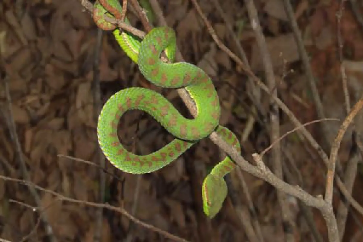 ค้นพบงูเขียวหางไหม้ภูเก็ตสายพันธุ์ใหม่ของโลก