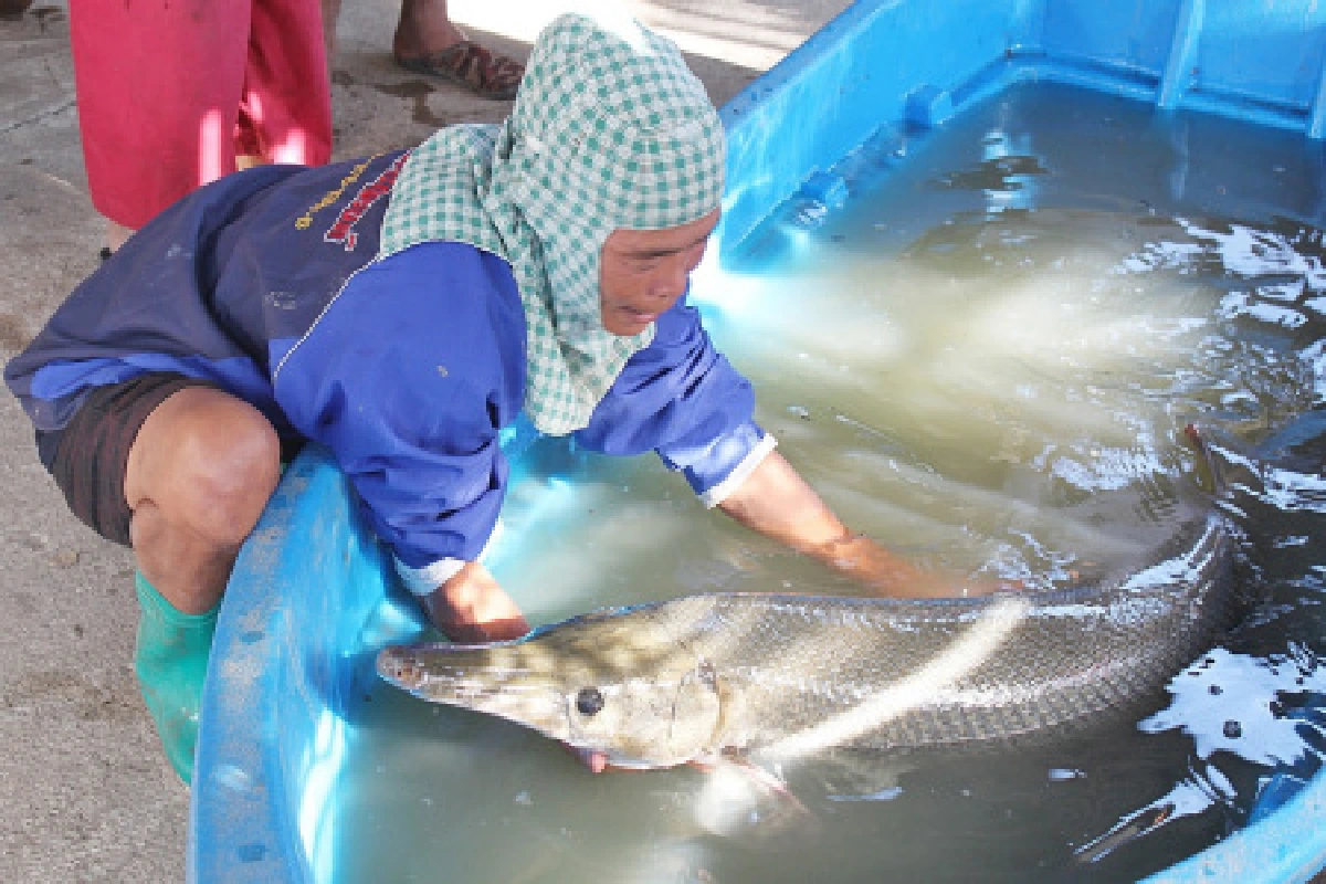 ฮือฮา!คนปทุมฯจับได้ปลาปากจระเข้