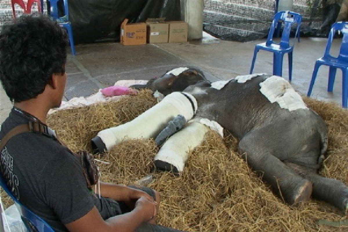 ช้างน้อยร็อคกี้อาการดีขึ้นมาก