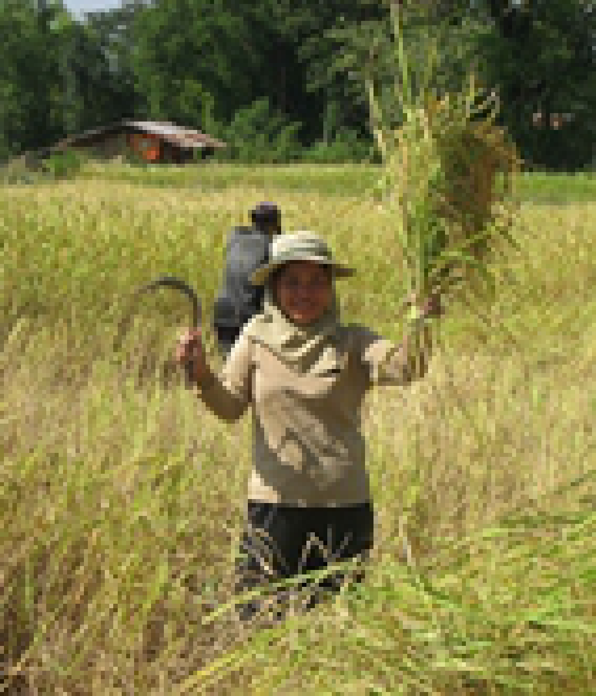 harvest
