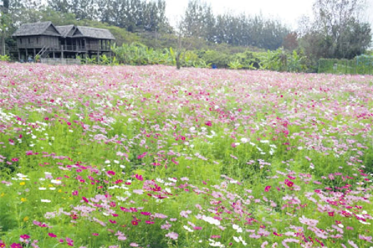 ชื่อเรื่อง เที่ยวอีสานฟาร์มเกษตร